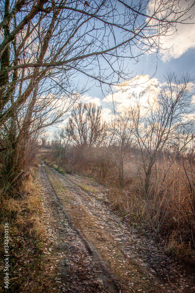 a winding dirt road going through hills with tall yellow grass, against a blue sky with large white clouds a winding dirt road going through hills with tall yellow grass, against a blue sky with large white clouds
