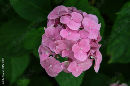 Hortensia ou Hydrangea photo