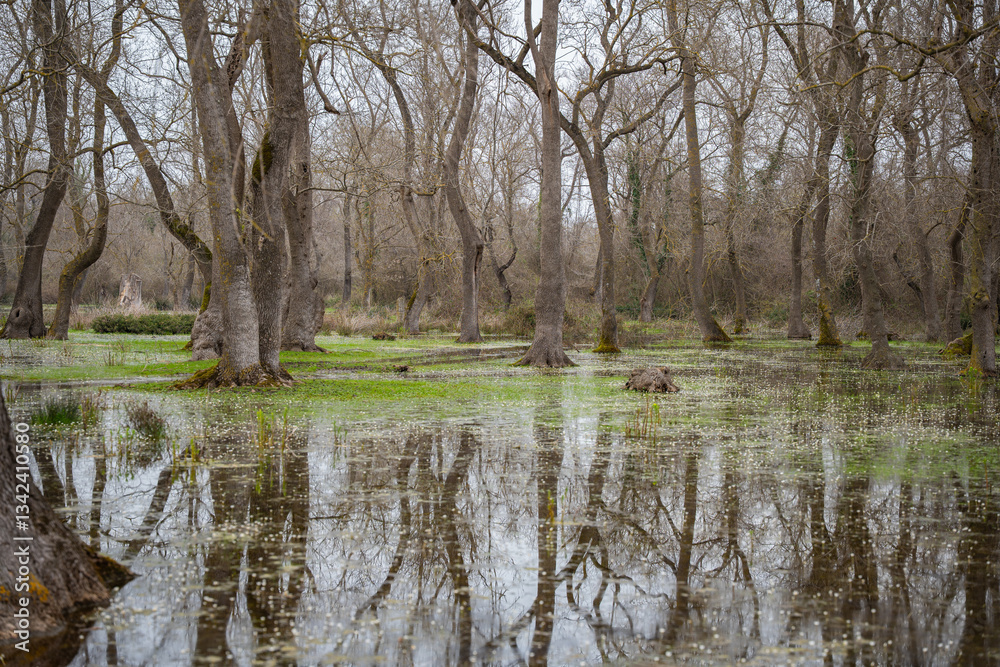 Flooded forest with bare trees and green undergrowth grass under overcast sky. Wetland forest with waterlogged ground and sparse tree. Swampy, nature, ecosystem and seasonal change concept Flooded forest with bare trees and green undergrowth grass under overcast sky. Wetland forest with waterlogged ground and sparse tree. Swampy, nature, ecosystem and seasonal change concept