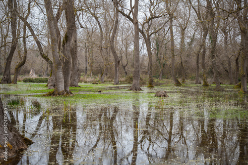 Fotografi Flooded forest with bare trees and green undergrowth grass under overcast sky
