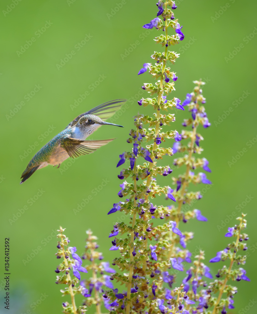 Fototapeta premium Ruby-throated Hummingbird hovering next to flower