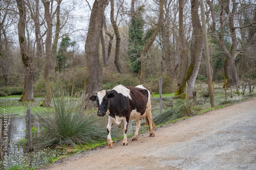 Cow walking on dirt path near flooded forest with water and trees. Cow on gravel trail with wetland and forested background. Rural life and livestock concept Cow walking on dirt path near flooded forest with water and trees. Cow on gravel trail with wetland and forested background. Rural life and livestock concept