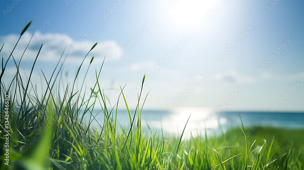 Fototapeta premium Fresh green grass illuminated by sunlight on a bright sunny day, with a serene sea in the background, perfect for nature and landscape themes.