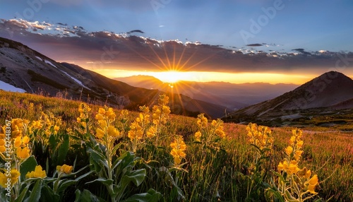 scenic image of mule ear wildflowers at sunrise in the wasatch mountains of northern utah