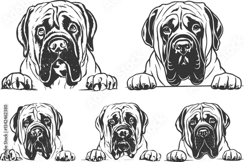 English Mastiff , English Mastiff Face