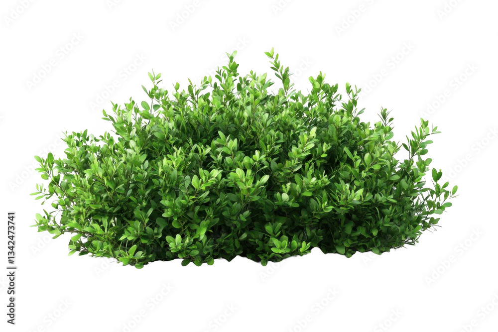 Obraz premium Lush Green Bush with Garden Shrub, and Landscape Plant.