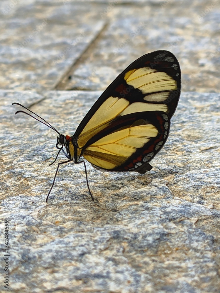 Obraz premium butterfly on the ground