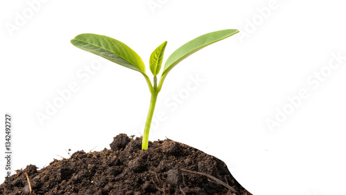 Fresh green sprout pushing through the earth, representing environmental sustainability and agriculture on transparent background PNG.