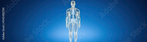 Human Anatomy Diagram on Blue Background photo