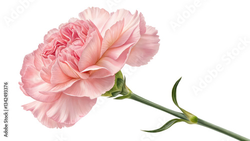 Soft pink carnation flower with delicate ruffled petals, perfect for floral designs, greeting cards, and botanical illustrations on transparent background PNG.