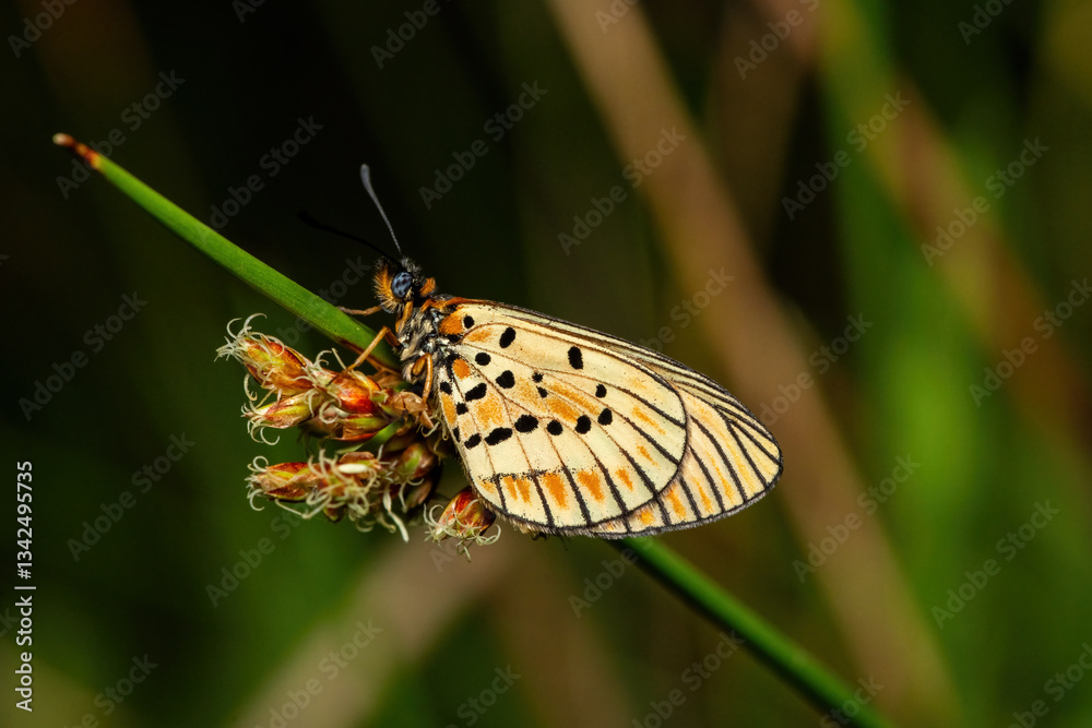 Obraz premium A beautiful marsh acraea (Telchinia rahira) displaying its beautiful colors in the wild in KwaZulu-Natal, South Africa