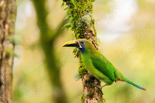 Emerald Toucanet (Aulacorhynchus prasinus). Bird perched. Moss-covered tree in cloud forest. Vibrant green feathers blending with lush surroundings. photo