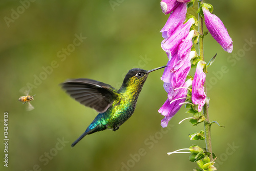 Fiery-throated Hummingbird (Panterpe insignis). Hummingbird hovering near pink flowers. Cloud forest environment. Vivid iridescent plumage and delicate flight.