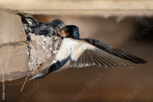 Barn swallow (Hirundo rustica). Swallow feeding chicks in a mud nest. Rural barn environment. Swift motion captured mid-air as the parent bird delivers food to its young.