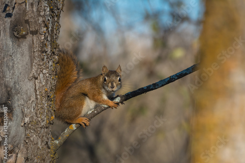 squirrel on a tree