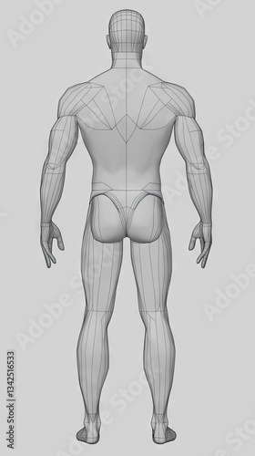 Wireframe Male Figure, Anatomy Study, Back View, Educational Resource, Design Reference