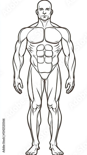 Male figure anatomical drawing, front view, for study or illustration, use in health and fitness, or educational resources