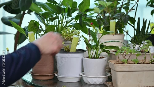 Using liquid fertilizer tube for potted plants at home - Gardening Care Concept