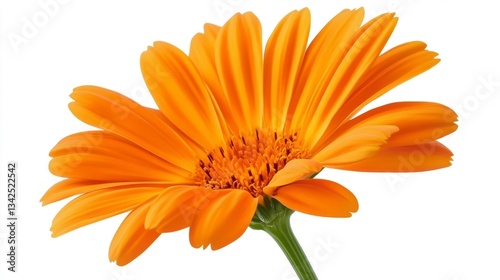 Bright Orange Flower Close-Up
