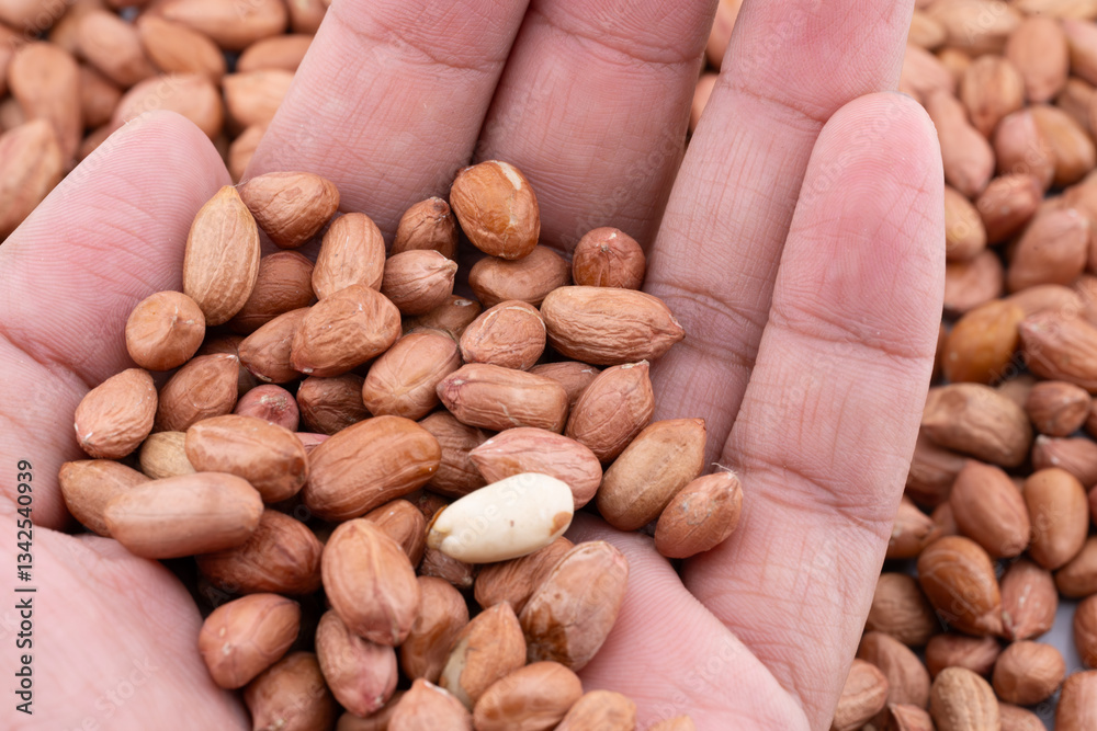This image captures the natural appeal and nutty aroma of roasted peanuts, showcasing them held gently in an open hand. This image captures the natural appeal and nutty aroma of roasted peanuts, showcasing them held gently in an open hand.