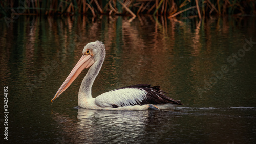 Australian Pelican