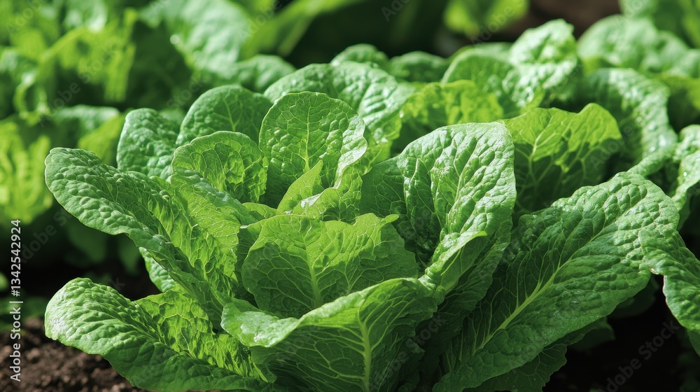 A vibrant backdrop of crisp lettuce leaves, their deep green hue providing a soothing and natural contrast to any image. A vibrant backdrop of crisp lettuce leaves, their deep green hue providing a soothing and natural contrast to any image.