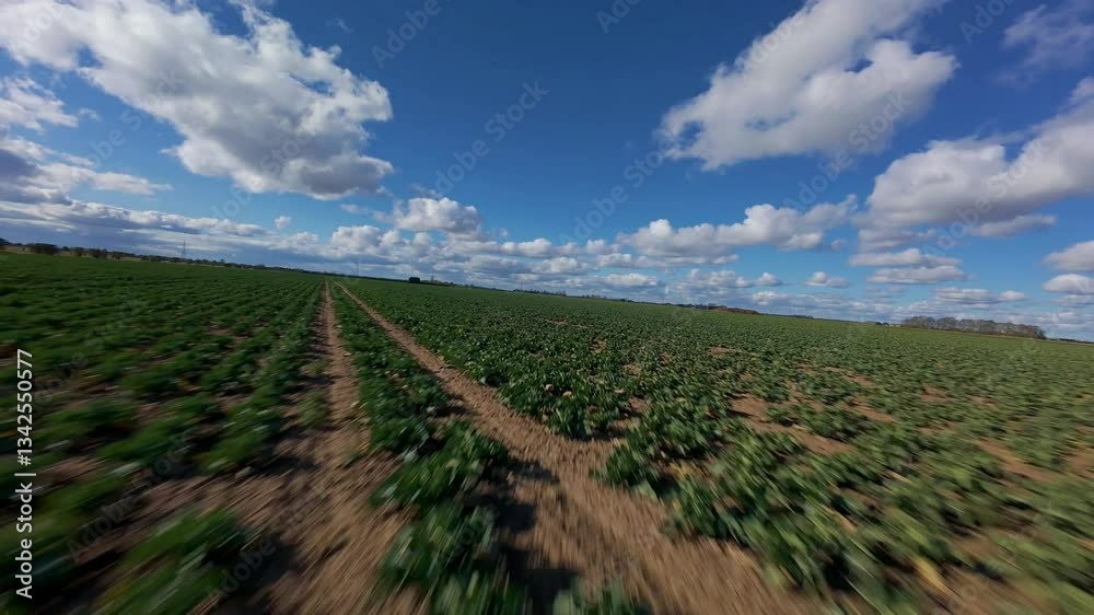 Point of view FPV drone close proximity flying over rural fields and river banks in Lincolnshire England UK sunny day blue skies 