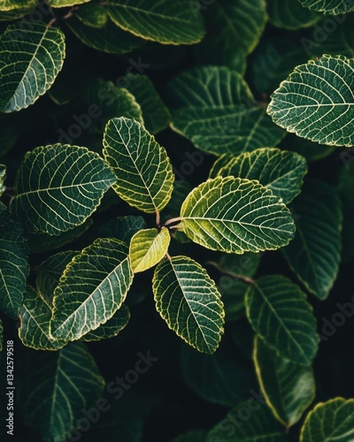 Close-up of Dark Green and Yellow Veined Leaves with Intricate Details.