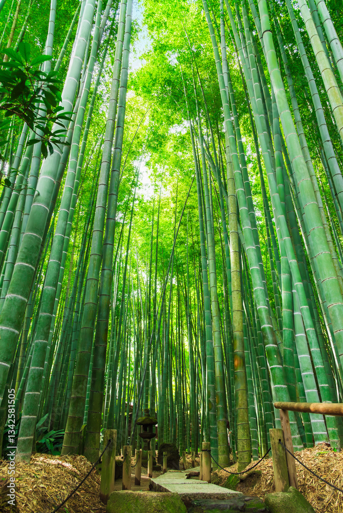 竹・竹林・和風イメージ 鎌倉
