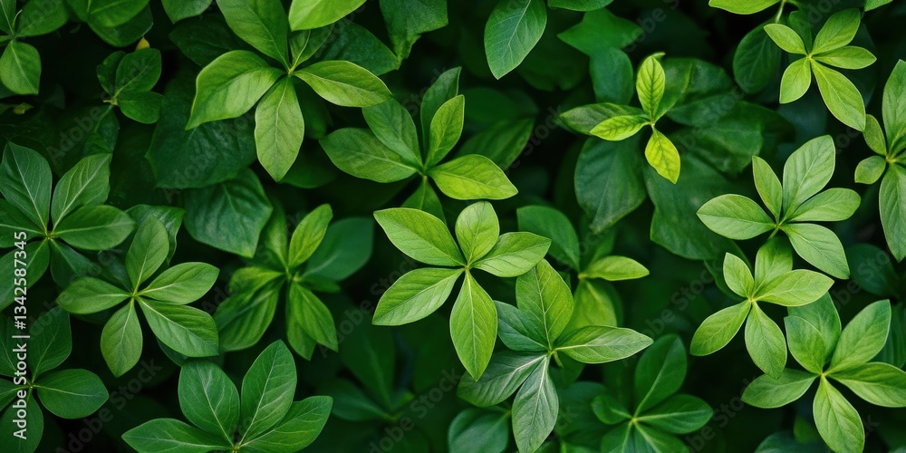 Green leaves form a beautiful natural close up pattern Green leaves form a beautiful natural close up pattern