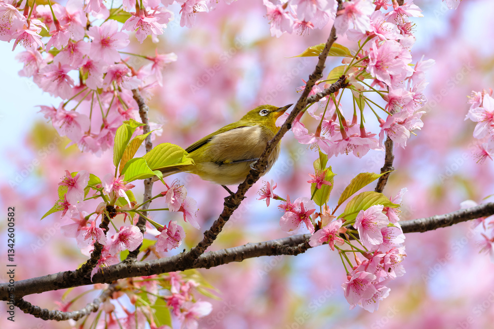 桜の花と野鳥のメジロ 桜の花と野鳥のメジロ
