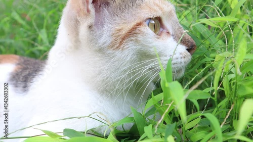 video of a close-up view of a cat lying on the grass.