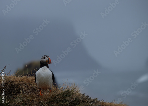 Photography Icelandic Puffin