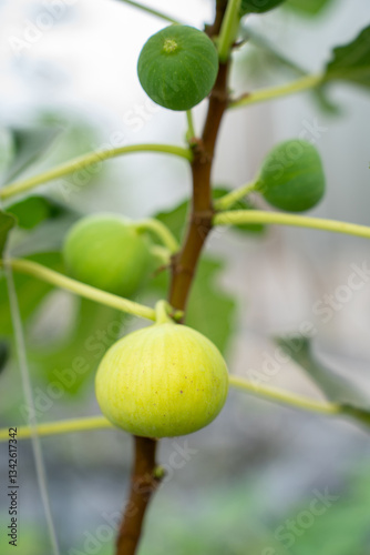 Wallpaper Mural Fig Fruits with leaf on Figs tree. Beautiful sweet fresh organic figs in green house farm Healthy vegan food. Torontodigital.ca