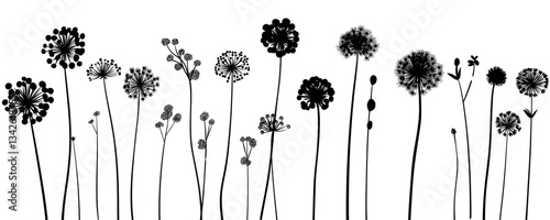 Black silhouette dandelion flower