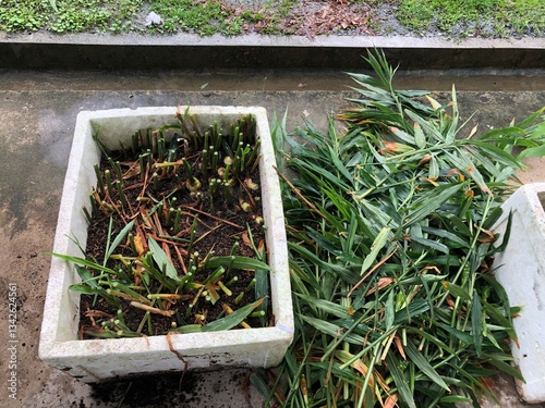 Close up view of ginger plants after harvesting the leaves, showing healthy green stems and fresh ginger rhizomes growing in rich black soil, indoor home gardening concept