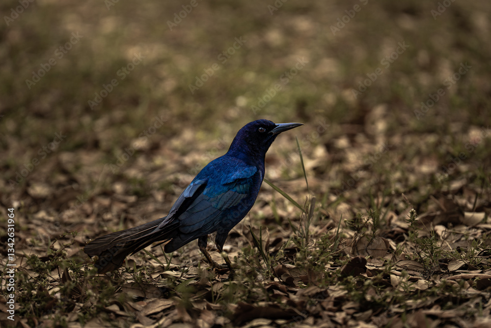 Obraz premium Boat-tailed grackle