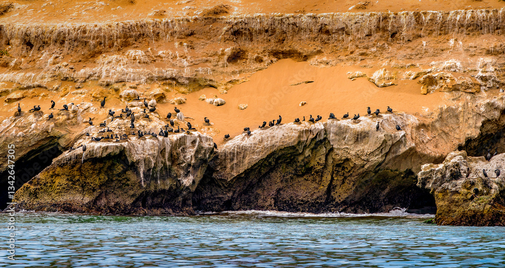 Large group of cormorants sit on the cliffside shore of the Channel Islands in Southern California