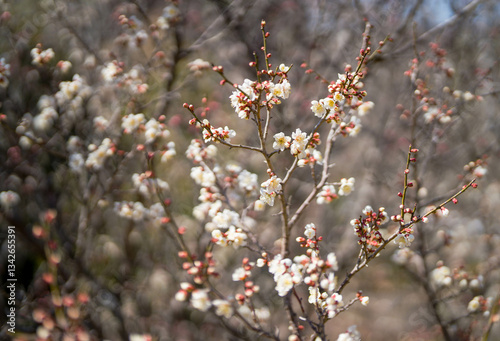 Plum blossom with blurred background. spring sign