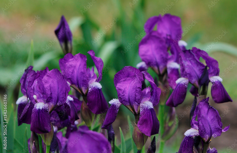 purple iris flowers purple iris flowers