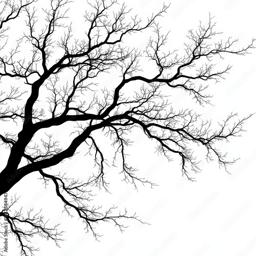 Fototapeta premium Beautiful Silhouette of a Leafless Tree with Intricate Branches Against a White Background