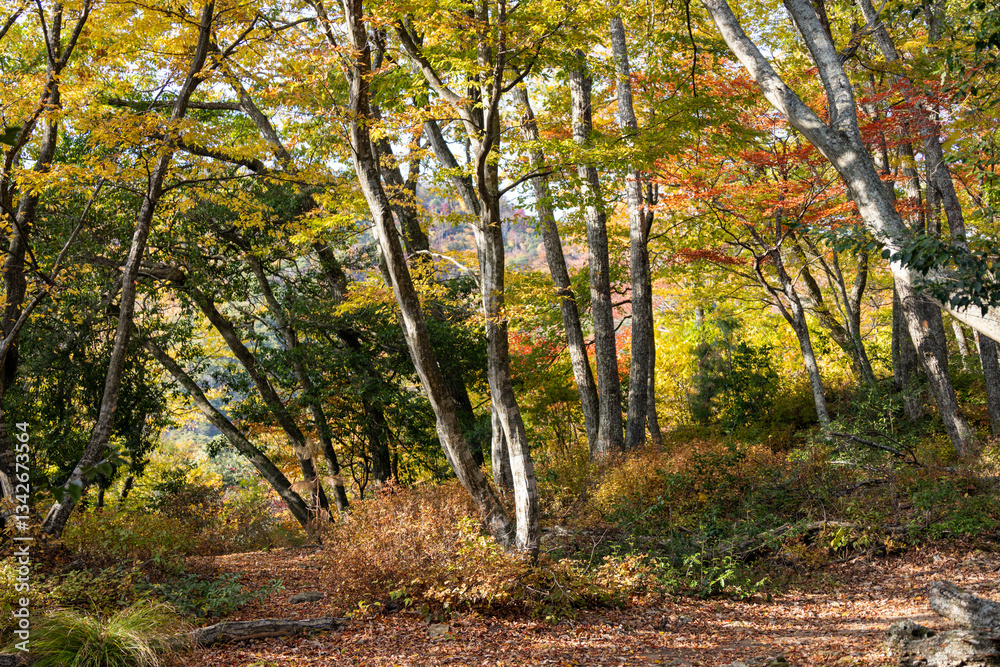 Fototapeta premium 滋賀県小谷城跡の紅葉と木漏れ日が差し込む林道