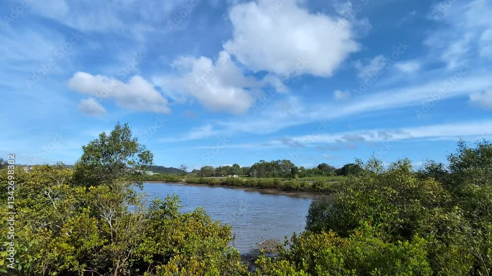 Mangrove trees surrounding a lake under a blue sky with white clouds Mangrove trees surrounding a lake under a blue sky with white clouds