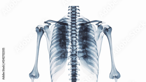 A high-contrast, grayscale image depicting a posterior view of a human skeleton. The image showcases the spine, ribs, clavicles, scapulae, humeri, radii, and ulnae with significant clarity against