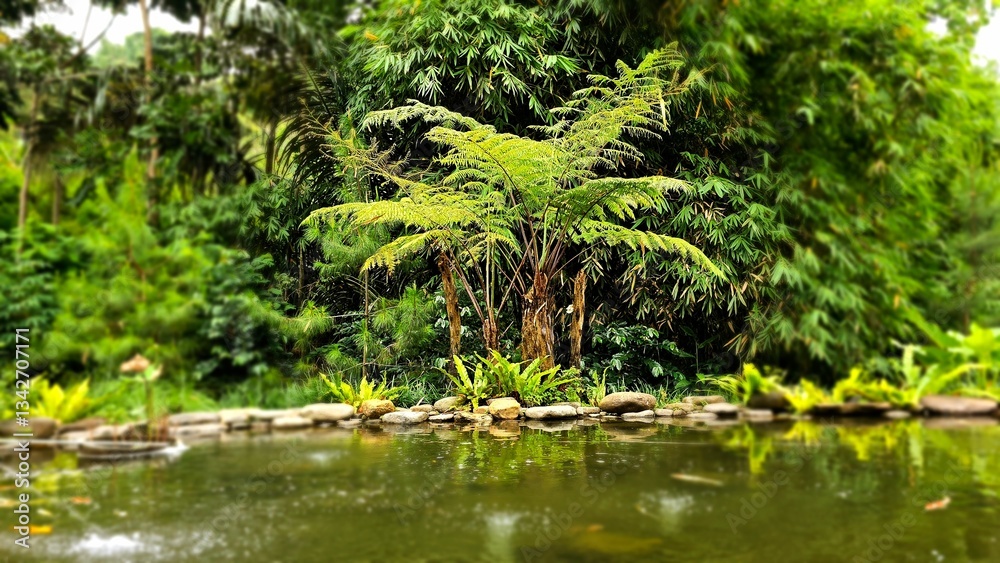 Fern leaf growing among the rocks. Fish pond surrounded with boulders, stones, rocks, pebbles and other decorative items. Relaxing view of outdoor garden. Beautifull landscape. Fern leaf growing among the rocks. Fish pond surrounded with boulders, stones, rocks, pebbles and other decorative items. Relaxing view of outdoor garden. Beautifull landscape.