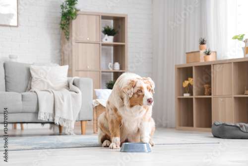 Cute Australian Shepherd do...