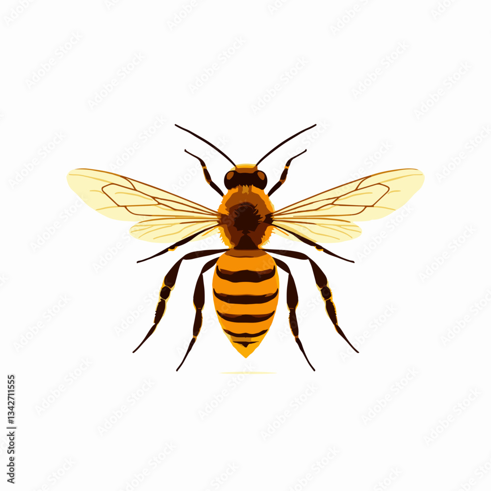 Obraz premium Detailed honey bee illustration with transparent wings.