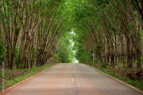 The rubber tree tunnel has a road 