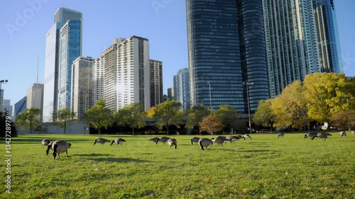 Birds pecking at the grass in a peaceful urban park.