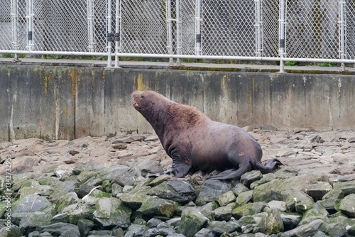Northern sea lion at Solomon Gulch Hatchery in Valdez, Alaska